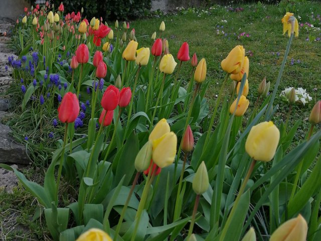Les tulipes de mon jardin. (F. Sagne)